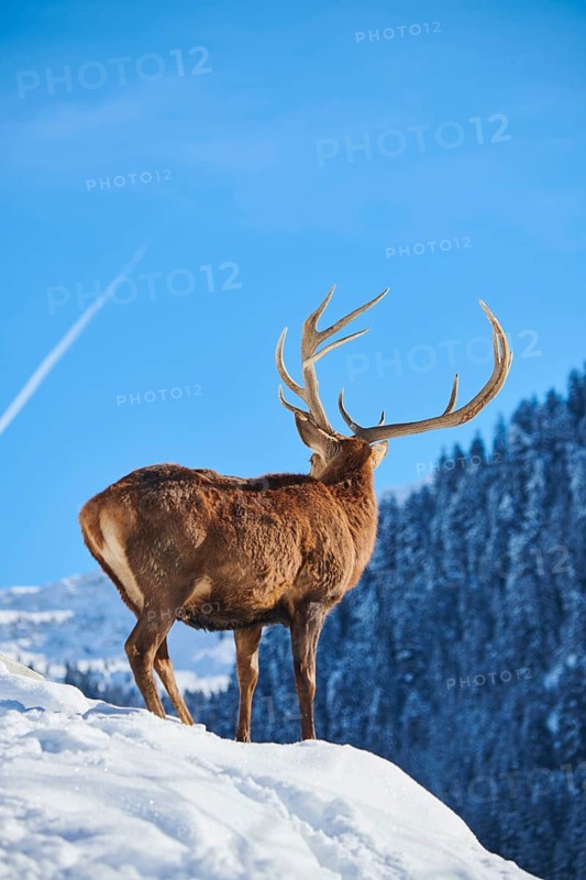 Red deer (Cervus elaphus) stag on a snowy meadow in the mountains in tirol, Kitzbühel, Wildpark Aurach, Austria