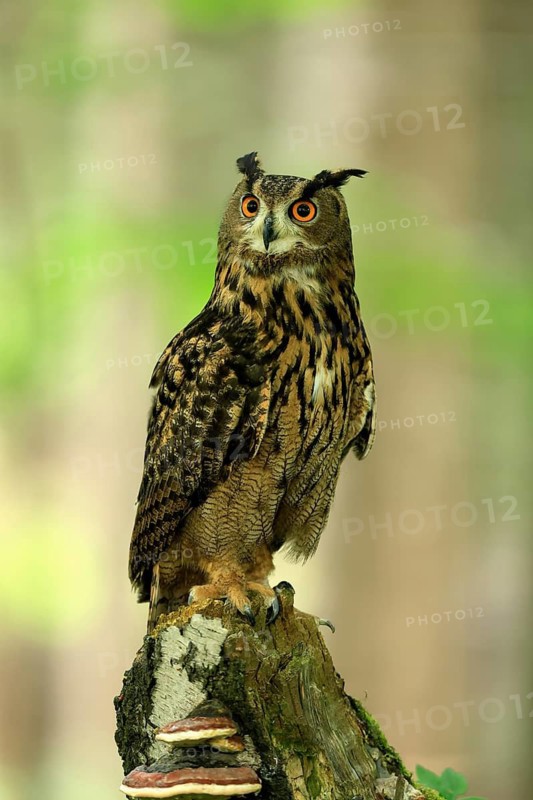 Eurasian Eagle-owl (Bubo bubo), adult, perch, vigilant, in summer, Wisdom, Šumava, Czech Republic