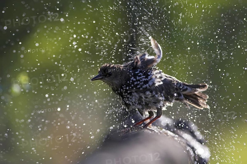 Common Starling (Sturnus vulgaris) bathing, Rhineland-Palatinate, Germany