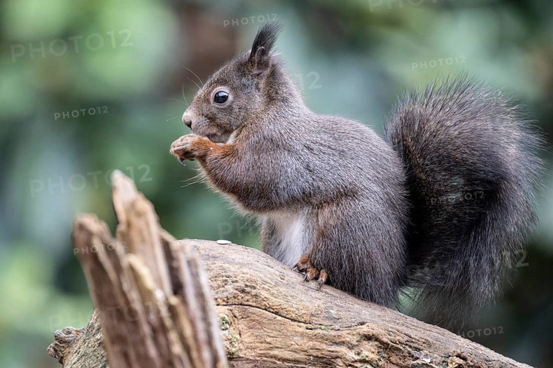 Squirrel (Sciurus vulgaris), Emsland, Lower Saxony, Germany