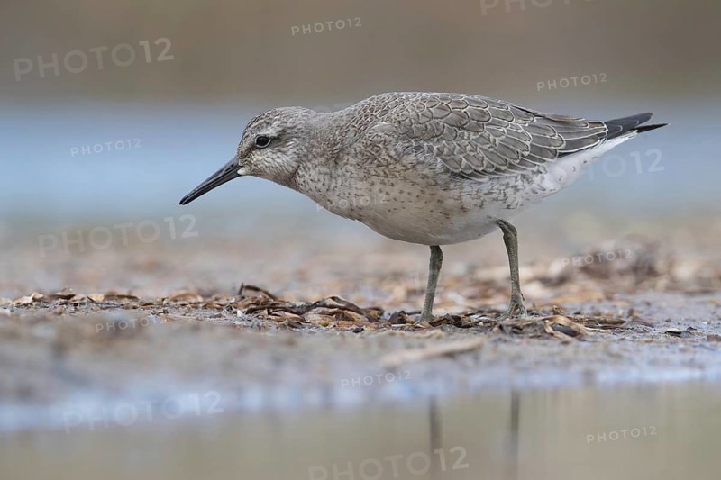 Red Knot (Calidris canutus) foraging, Mecklenburg-Western Pomerania, Germany