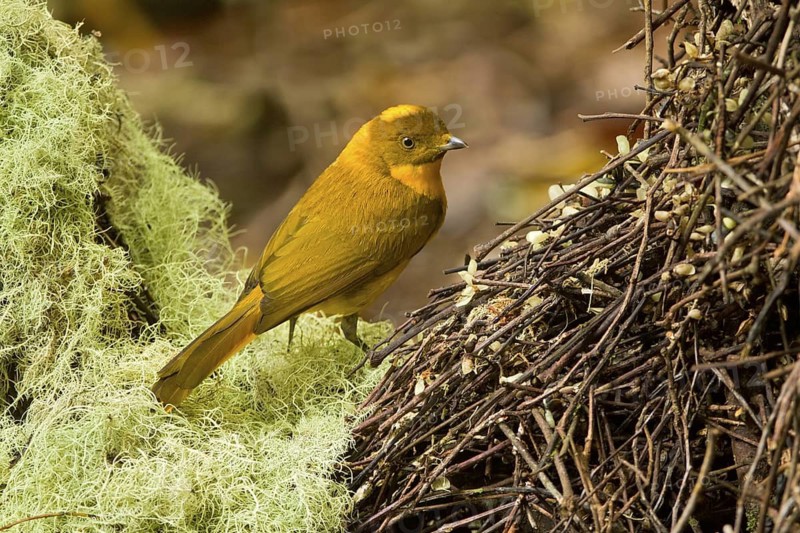 Golden Bowerbird (Prionodura newtoniana) male, Queensland, Australia