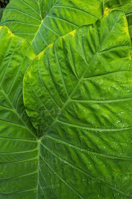 Paintbrush plant (Colocasia), plant, tropical plant, leaf, lotus, lotus effect, beading, protection, water protection, structure, green, texture, close up
