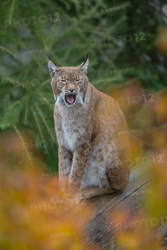 One Eurasian lynx, (Lynx lynx), sitting on fallen dead tree with a green natural background and autumnal leaves in the foreground