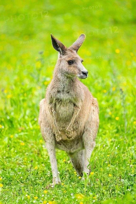 Eastern grey kangaroo (Macropus giganteus) on a meadow, Bavaria, Germany