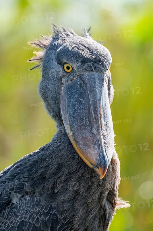 Shoebill (Balaeniceps rex), juvenile, animal portrait, swamps of Mabamba, Lake Victoria, Uganda