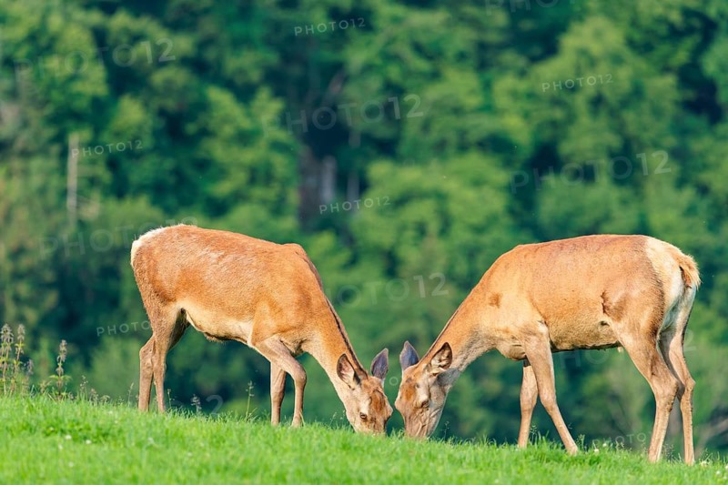 Two red deer hinds (Cervus elaphus) graze face to face in a green meadow in hilly terrain. A forest can be seen in the background. Bavaria, Germany