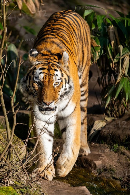 Siberian tiger (Panthera tigris tigris) walking in a forest, captive, incidence in Russia and Northeast China