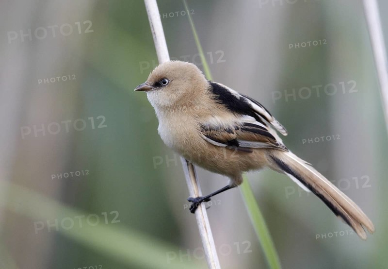 Bearded Reedling (Panurus biarmicus) juvenile, Mecklenburg-Western, Pomerania, Germany