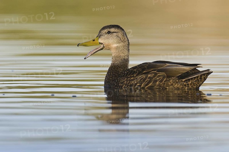 Mexican Duck (Anas diazi), Arizona, USA