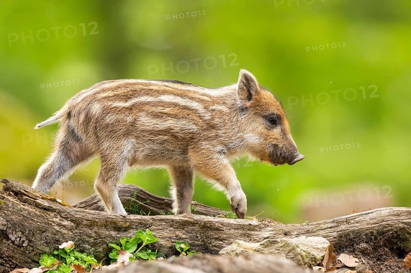 Wild boar (Sus scrofa) piglet walking in a forest, Bavaria, Germany