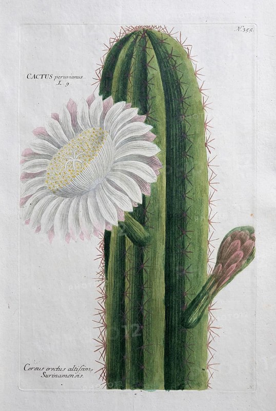 Cereus erectus, hand-colored mezzotinto copper engraving from Phytanthoza iconographica by Johann Wilhelm Weinmann, executed by Bartholomäus Seutter, Johann Jakob Haid and Johann Elias Ridinger, Regensburg 1734-1745
