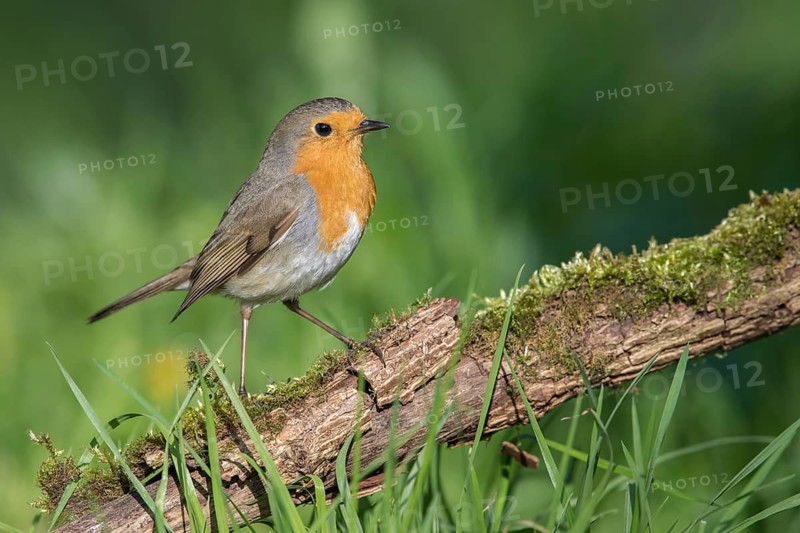 European Robin (Erithacus rubecula) perched on an old tree trunk, Poland