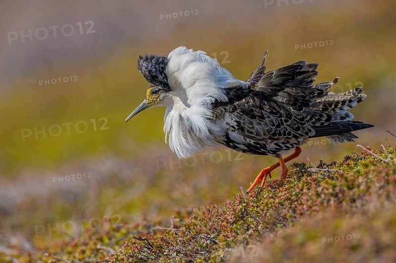 Ruff (Philomachus pugnax), at the mating site, Varanger, Norway