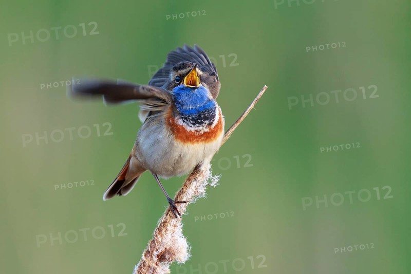 Bluethroat (Luscinia svecica cyanecula) male singing from cattail, Netherlands