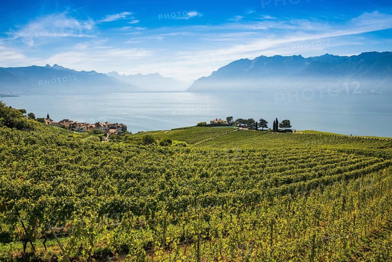 Picturesque village in the vineyards by the lake, Rivaz, Lavaux, UNESCO World Heritage Site, Lake Geneva, Lac Léman, Canton of Vaud, Switzerland