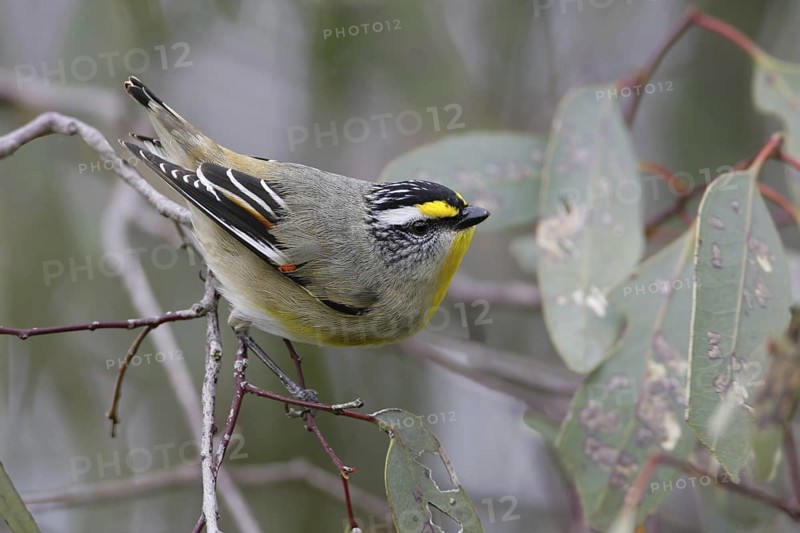 Striated Pardalote (Pardalotus striatus substriatus), Victoria, Australia