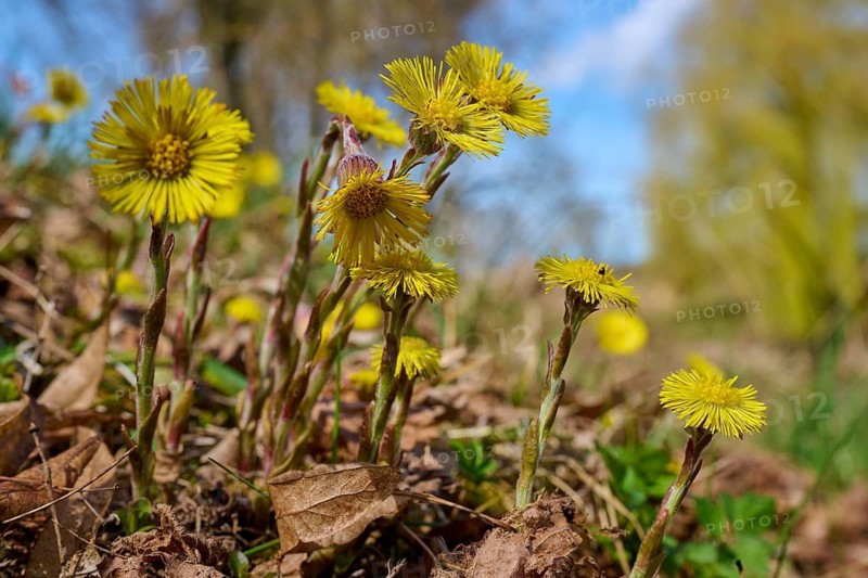 Yellow coltsfoot flowers rising from the ground, surrounded by dry leaves and a bright blue sky in the background, spring, coltsfoot (Tussilago farfara), Triesdorf, Weidenbach, Franconian Lake District, District of Ansbach, Middle Franconia, Bavaria, Germany