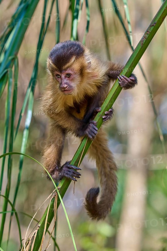 Monkey skilfully climbing a green branch in the jungle, capuchin monkey (Sapajus apella), Pantanal, Mato Grosso, Brazil