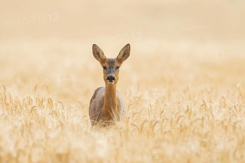 Roe deer (Capreolus capreolus) adult female doe animal in a farmland cereal field in summer, Suffolk, England, United Kingdom