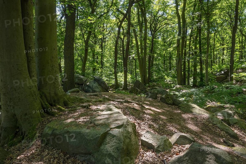 Rocks in green beech forest, Ore Mountains, Czech Republic, May 2024