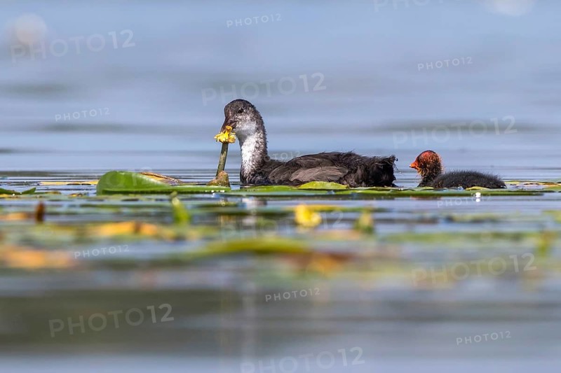 Eurasian Coot (Fulica atra) young bird from first brood leading young bird from second brood, Mecklenburg-Western Pomerania, Germany