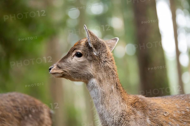 European fallow deer (Dama dama) doe, portrait, in a forest in autumn, Bavaria, Germany