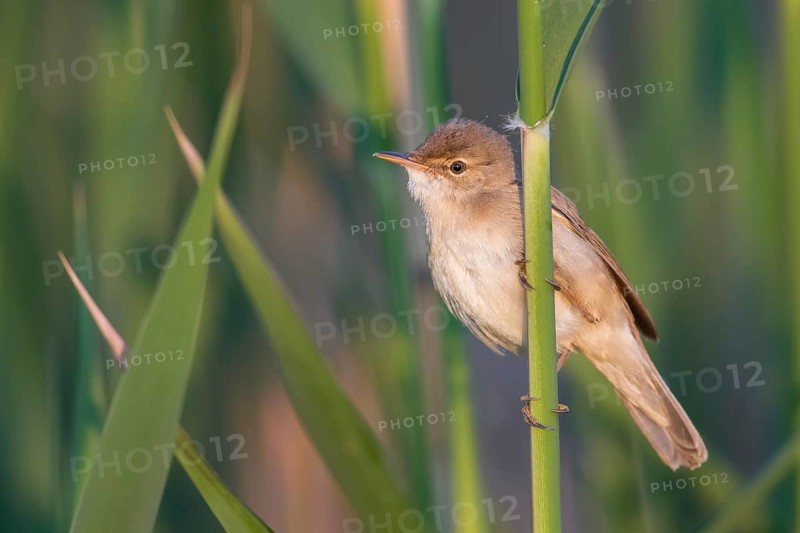 Eurasian Reed Warbler (Acrocephalus scirpaceus) in reeds, Poland