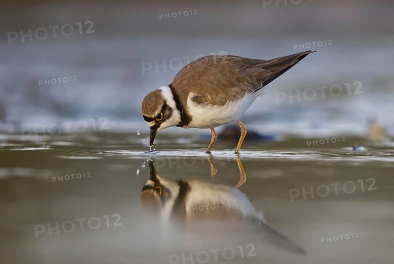 Little Ringed Plover (Charadrius dubius) male foraging, North Rhine-Westphalia, Germany