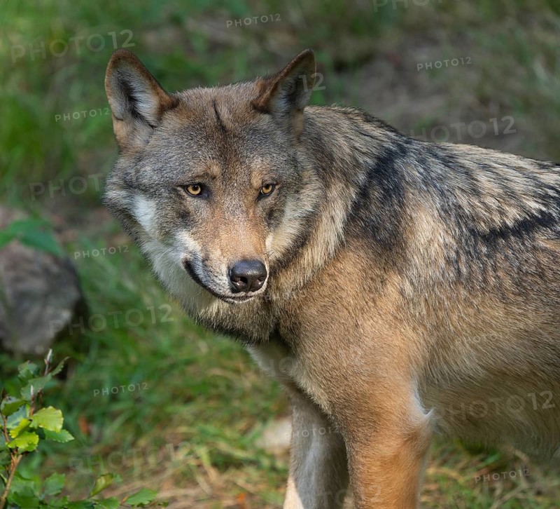 Wolf (Canis lupus) portrait, captive, Bavarian Forest National Park, Bavaria, Germany