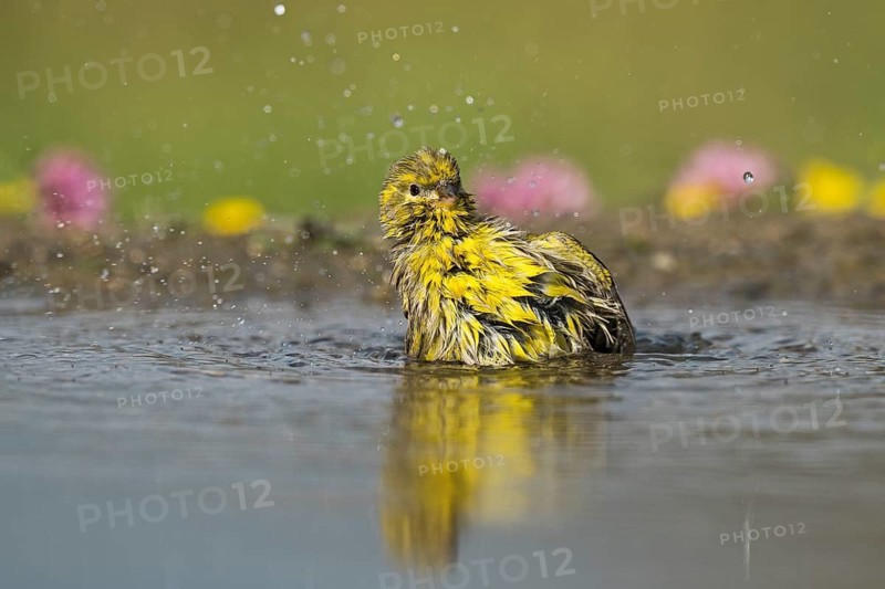 European Serin (Serinus serinus) bathing at a waterhole, Aosta Valley, Italy