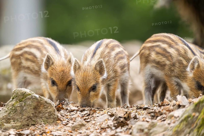 Wild boar (Sus scrofa) piglets standing in a forest, Bavaria, Germany
