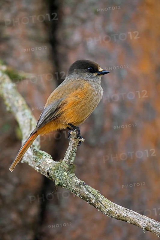 Siberian jay (Perisoreus infaustus, Corvus infaustus) perched in spruce tree in autumn forest, Scandinavia