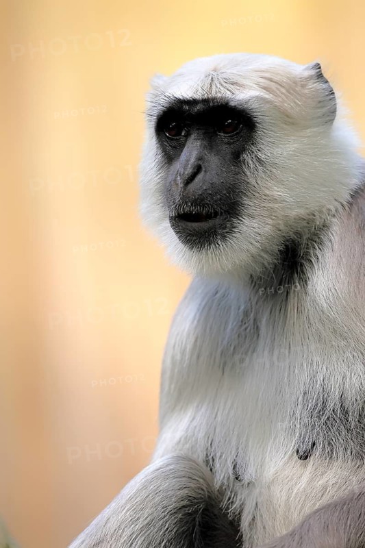 Northern plains gray langur (Semnopithecus entellus), adult, portrait, alert