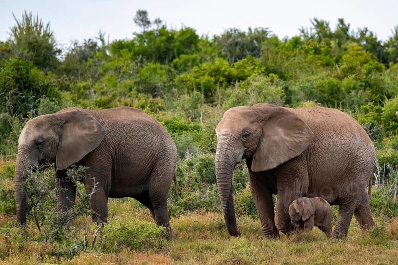 Herd of elephants with baby, African elephant (Loxodonta africana), Addo Elephant National Park, Eastern Cape, South Africa