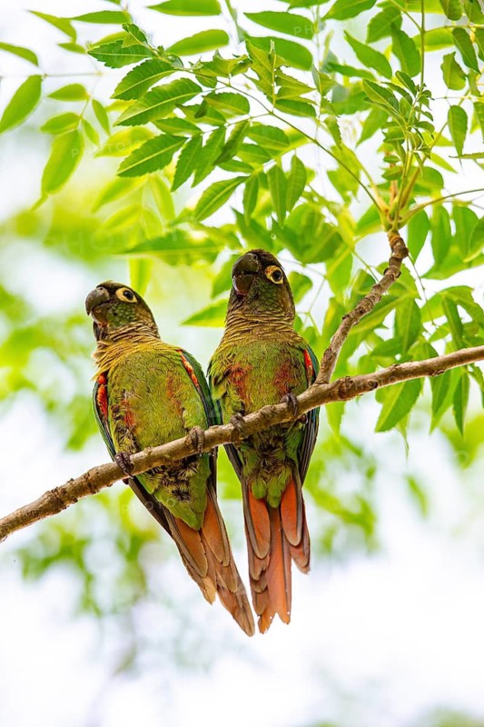 Deville Parakeet (Pyrrhura devillei) Pantanal Brazil
