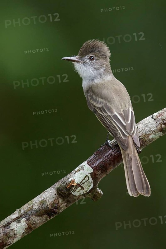 La Sagra's flycatcher (Myiarchus sagrae) perched on a branch in Cuba