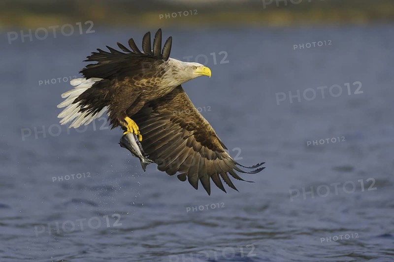White-tailed Eagle (Haliaeetus albicilla) flying, Nord-Trondelag, Norway
