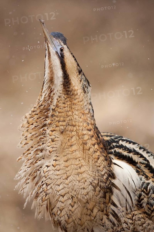 Eurasian Bittern (Botaurus stellaris) male, Nizhegorodskaya, Russia