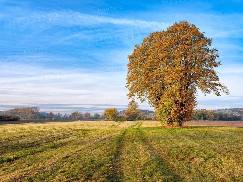 Morning atmosphere in the Blütengrund, hiking trail leads through a meadow, trees in autumn colours, Naumburg (Saale), Saxony-Anhalt, Germany