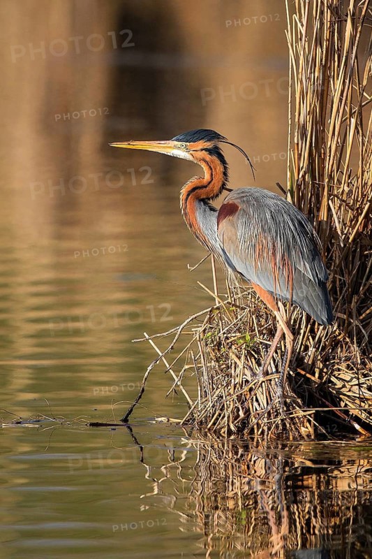 Purple Heron (Ardea purpurea), Baden-Wuerttemberg, Germany
