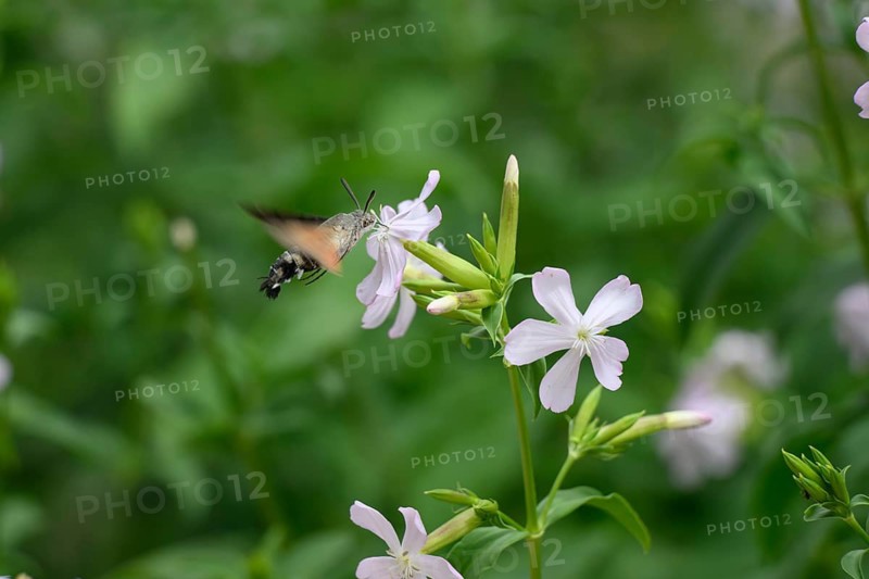 A dove tail (Macroglossum stellatarum) flies near pink flowers of soapwort (Saponaria officinalis) in a lively and spring-like environment, Dümmerniederung, Diepholzer Moorniederung, Lower Saxony, Germany
