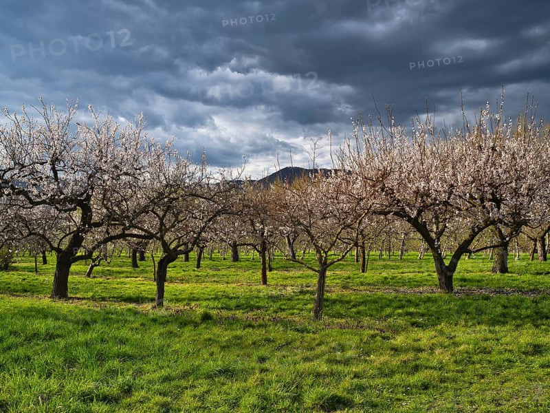 Apricot blossom in the Wachau, apricot trees, dramatic sky, spring, UNESCO World Heritage Site, Wachau, Lower Austria, Austria