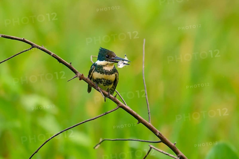 A kingfisher sits on a branch holding a fish in its beak against a lush green backdrop, Green Kingfisher (Chloroceryle americana), Pantanal, Mato Grosso, Brazil
