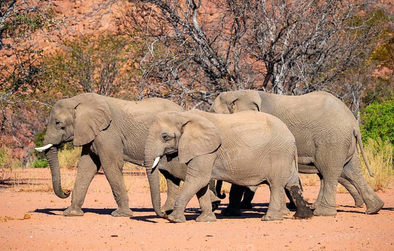 African elephant (Loxodonta africana), desert elephant, riverbed of the Ugab River, Damaraland, Kunene region, Namibia