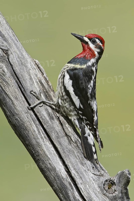 Red-naped Sapsucker (Sphyrapicus nuchalis) male, Alberta, Canada