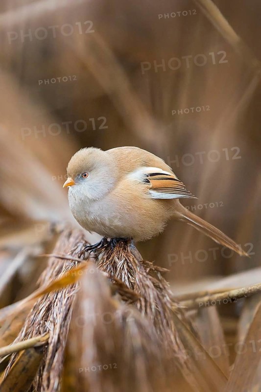 Bearded Reedling (Panurus biarmicus) female perched on reeds, Baden-Wuerttemberg, Germany