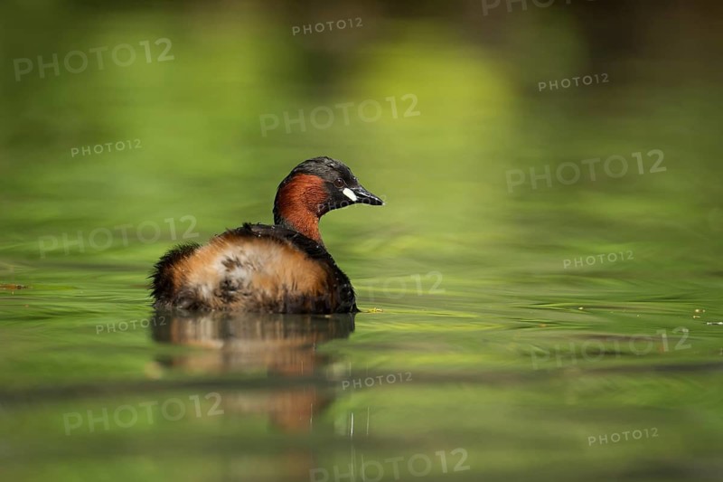 Little grebe or Dabchick (Tachybaptus ruficollis) adult bird on a lake, England, United Kingdom