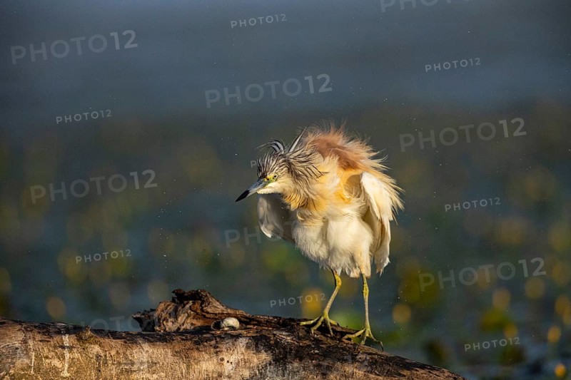Squacco Heron (Ardeola ralloides) in the fog Hungary