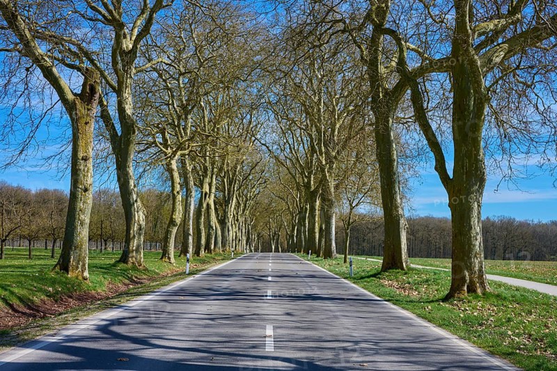 Straight road through a plane tree avenue with long shadows under a clear blue sky, Triesdorf, Weidenbach, Franconian Lake District, Ansbach District, Middle Franconia, Bavaria, Germany
